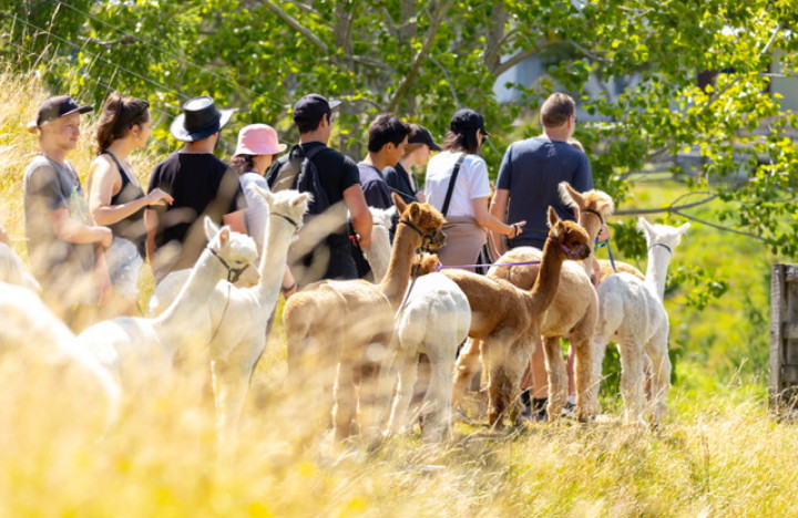 Walking With Alpacas 1