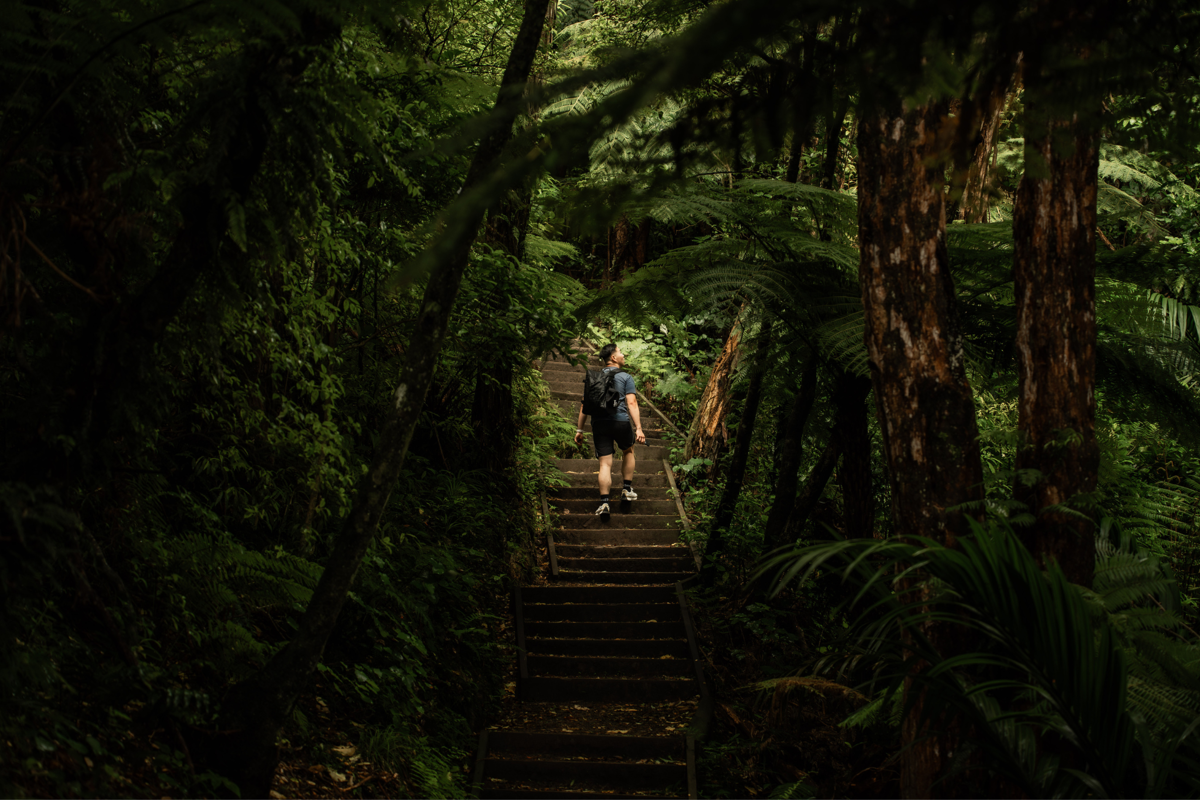 Wilkinson Track Kapiti Island