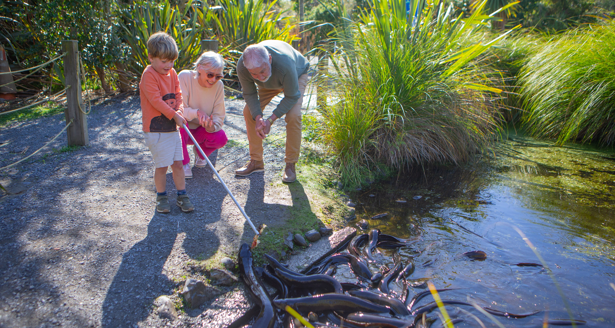 Nga Manu Nature Reserve Kapiti Coast Stock 2022 34 CREDIT Capture Studios