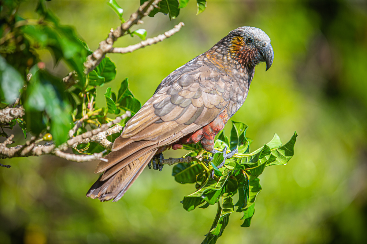 Kapiti Island Wildlife 01 CREDIT Capture Studios